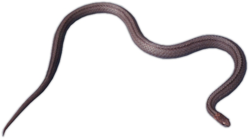 Northern Red-bellied Snake